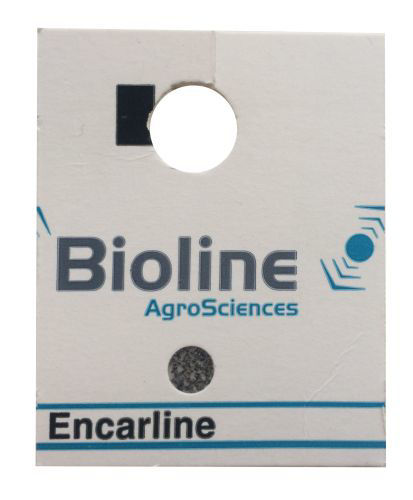 Encarline F (Encarsia formosa) Hanging Card of 60 Pupae x250 (15,000)