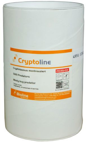 Cryptoline (Cryptolaemus montrouzieri) Tube of 500 Adults