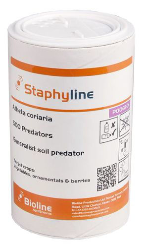 Staphyline AC (Atheta coriaria) Tube of 500 Larvae/Adults