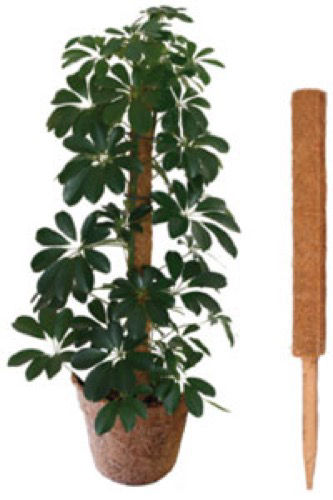 Coco Pole 0.8m