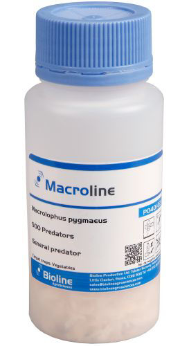 Macroline P (Macrolophus (caliginosus) pygmaeus) Sawdust Bottle of 500 Adults
