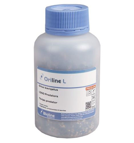 Oriline l (Orius laevigatus) Bottle of 1,000 Adults