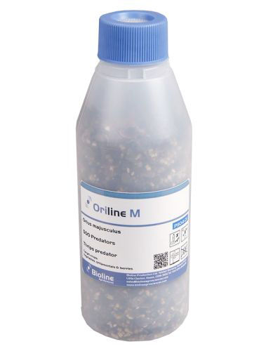 Oriline M (Orius majusculus) Bottle of 500 Nymph/Adults