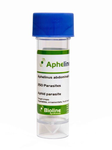 Apheline AB (Aphelinus abdominalis) Vial of 250 Mummies/Adults