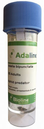 Adaline B (Adalia bipunctata) Vial of 25 Adults