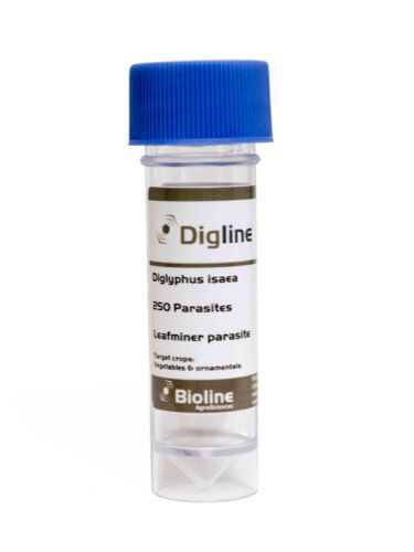 Digline I (Diglyphus isaea) Vial of 250 Adults