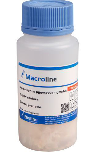 Macroline P (Macrolophus (caliginosus) pygmaeus) Sawdust Bottle of 500 Nymph