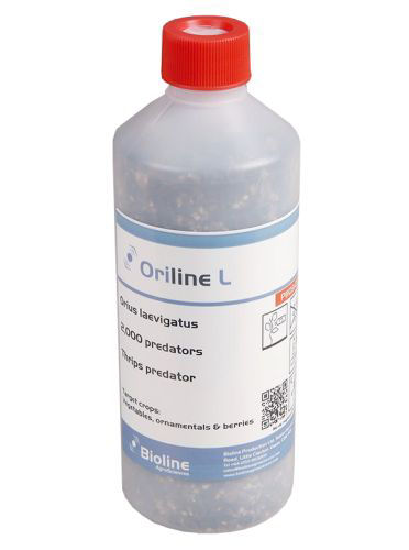 Oriline l (Orius laevigatus) Bottle of 2,000 Nymphs