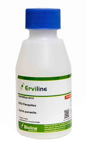 Erviline (Aphidius ervi) Vial of 250 Mummies/Adults
